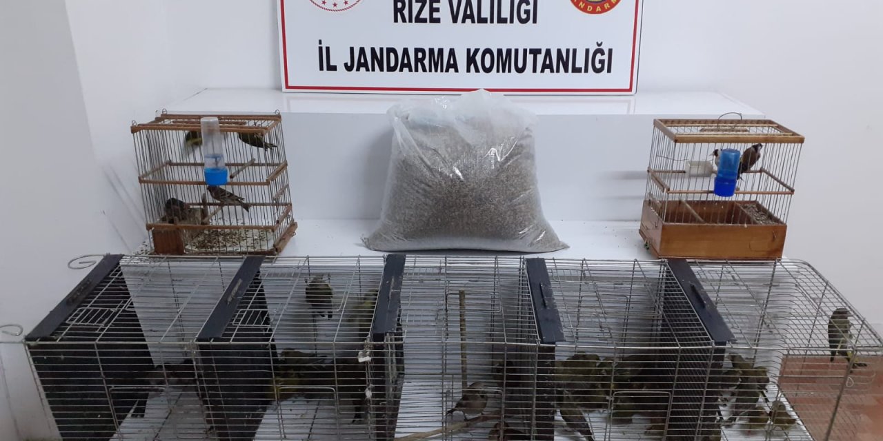 Rize'de koruma altındaki kuşları evinde besleyen kişiye 47,3 bin lira ceza
