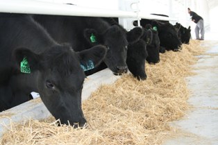 Anguslar yavru vermeye başladı