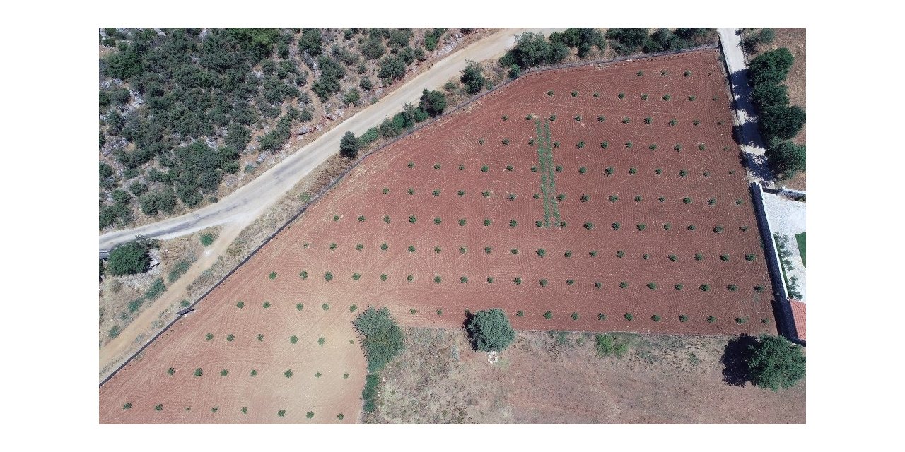 Sakız fidanı üretimine başlandı
