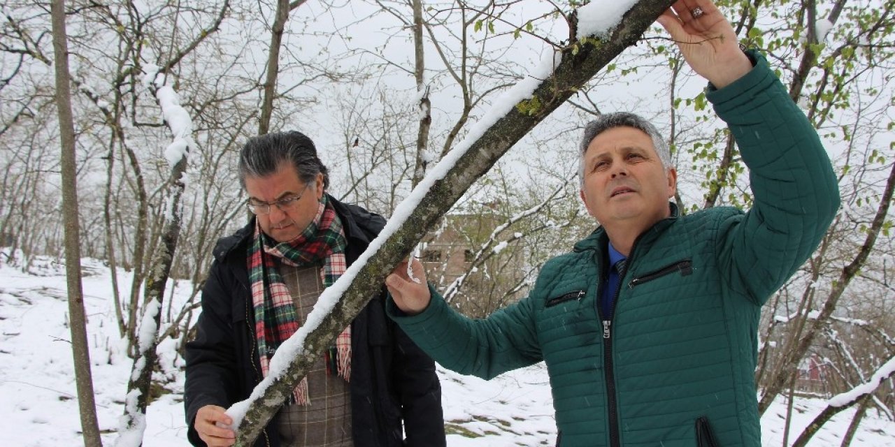 Uzmanlardan fındık üreticilerini rahatlatan açıklama