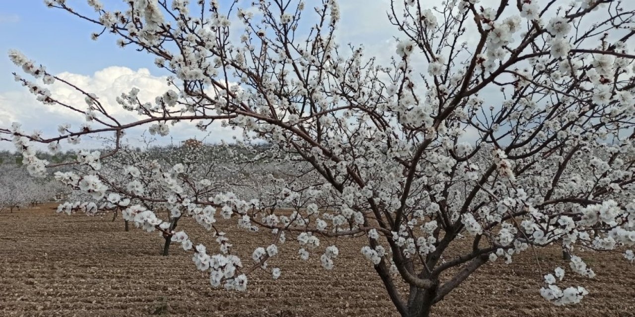 Kayısıda don riski üreticiyi endişelendiriyor