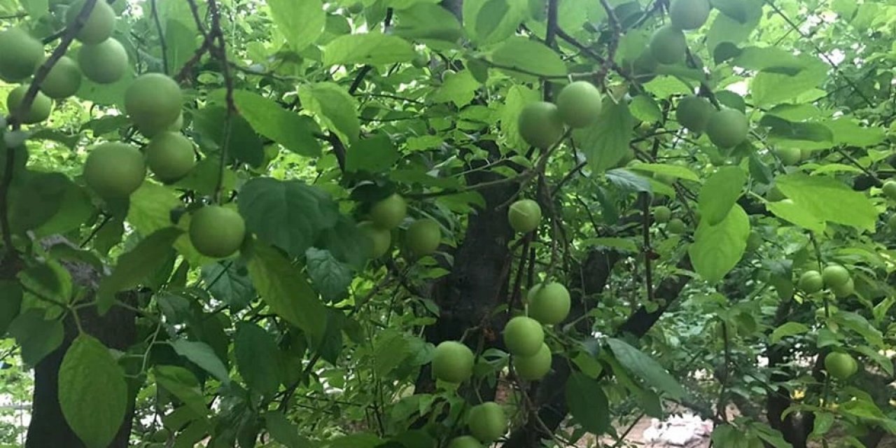 Eriğin kilosu 30 lira