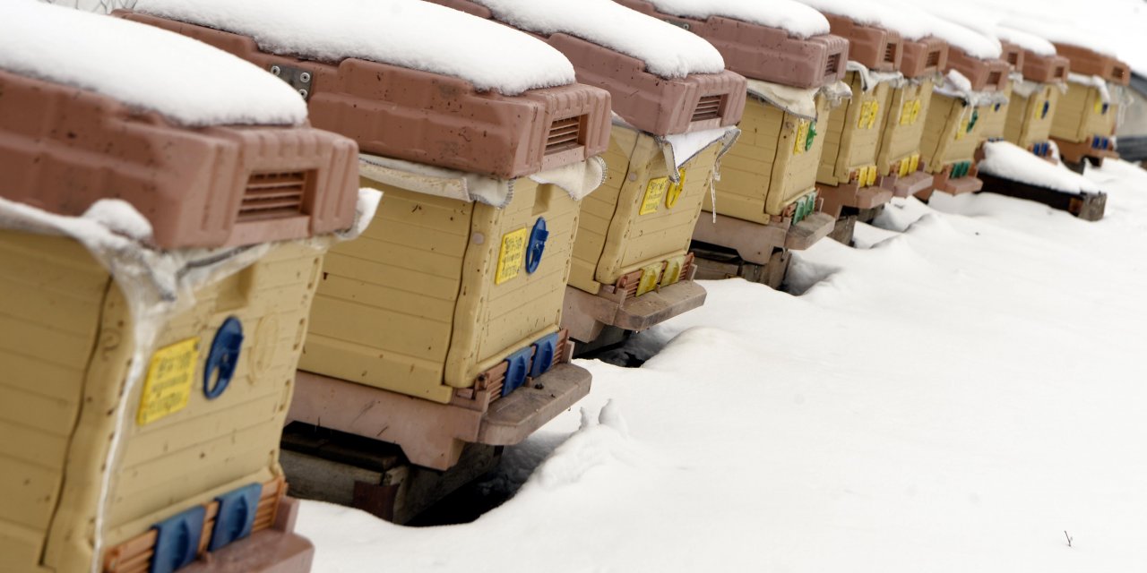 "Kara kış"ı kar altında geçiren "Kafkas arısı" bal verimini artırıyor