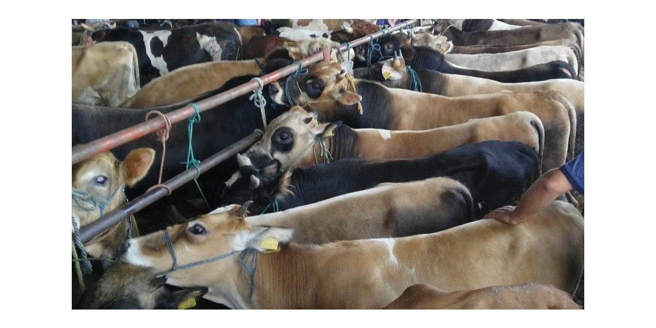 Samsun’da hayvan pazarları kapatıldı