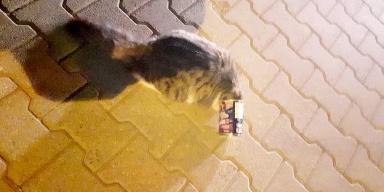 Mama kutusuna kafası sıkışan kediyi itfaiye ekipleri kurtardı