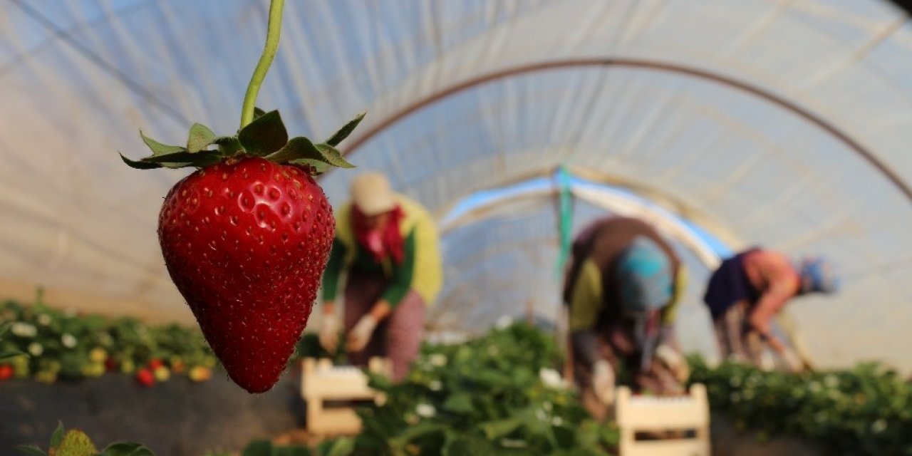 Korona virüs salgını, koruyucu kabuğu olmayan çileği vurdu