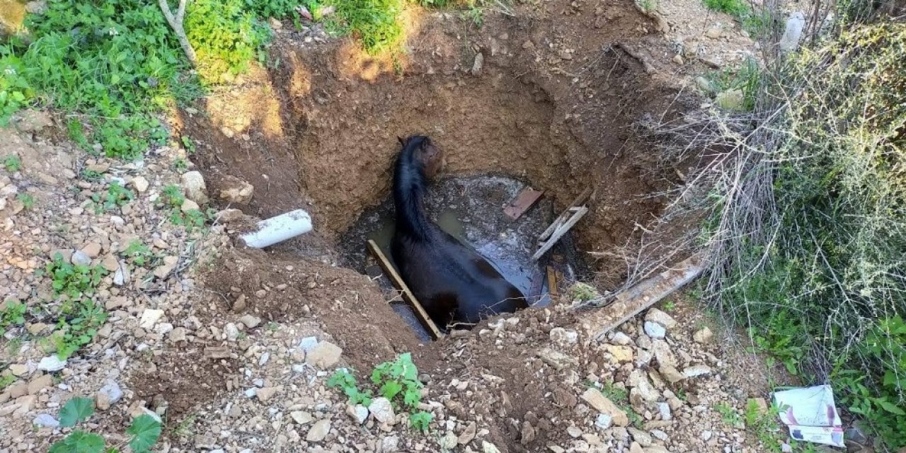Kuyuya bakan vatandaşlar gördükleri manzara karşısında şok oldu