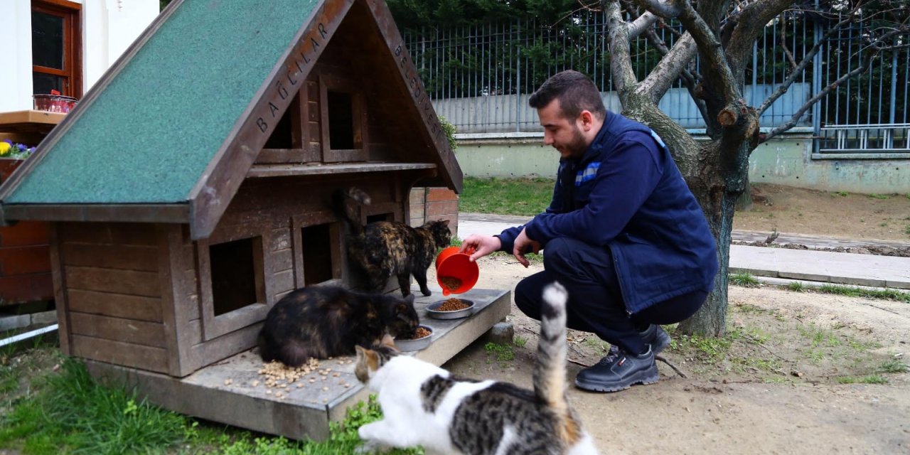 Bağcılar Belediyesi Kovid-19 salgınında sokak hayvanlarını yalnız bırakmadı