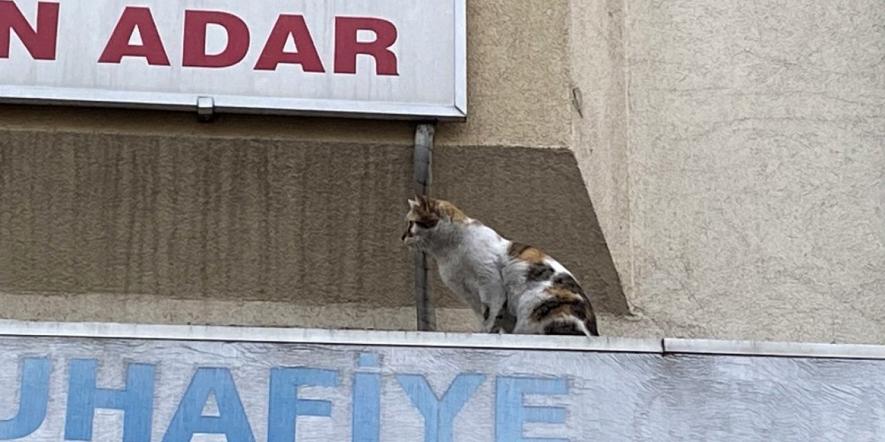 İtfaiye ve mahalle sakinlerinin kedi ile imtihanı