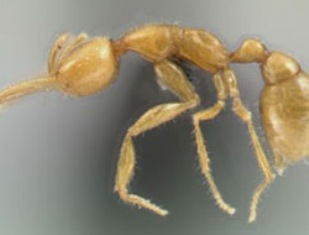 Karınca meğer böyle avlıyormuş