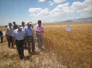 Ereğli'de hububat çeşidi çoğalıyor