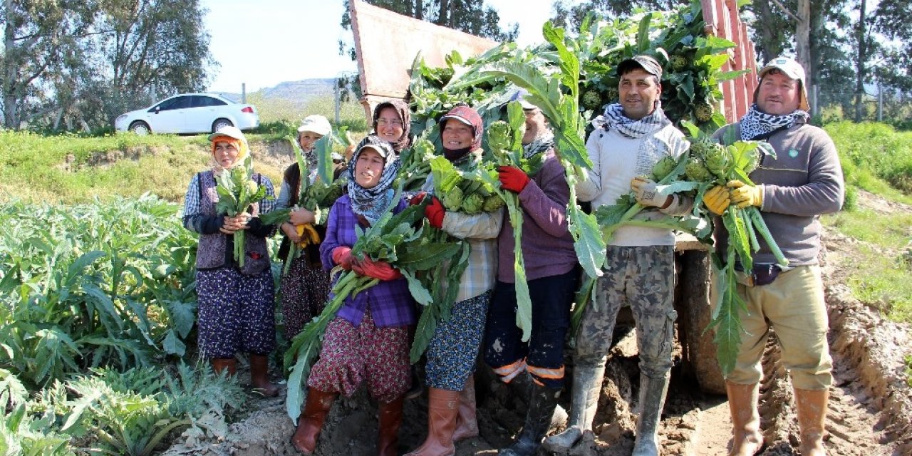 Korona virüse karşı enginar hasadı erken başladı