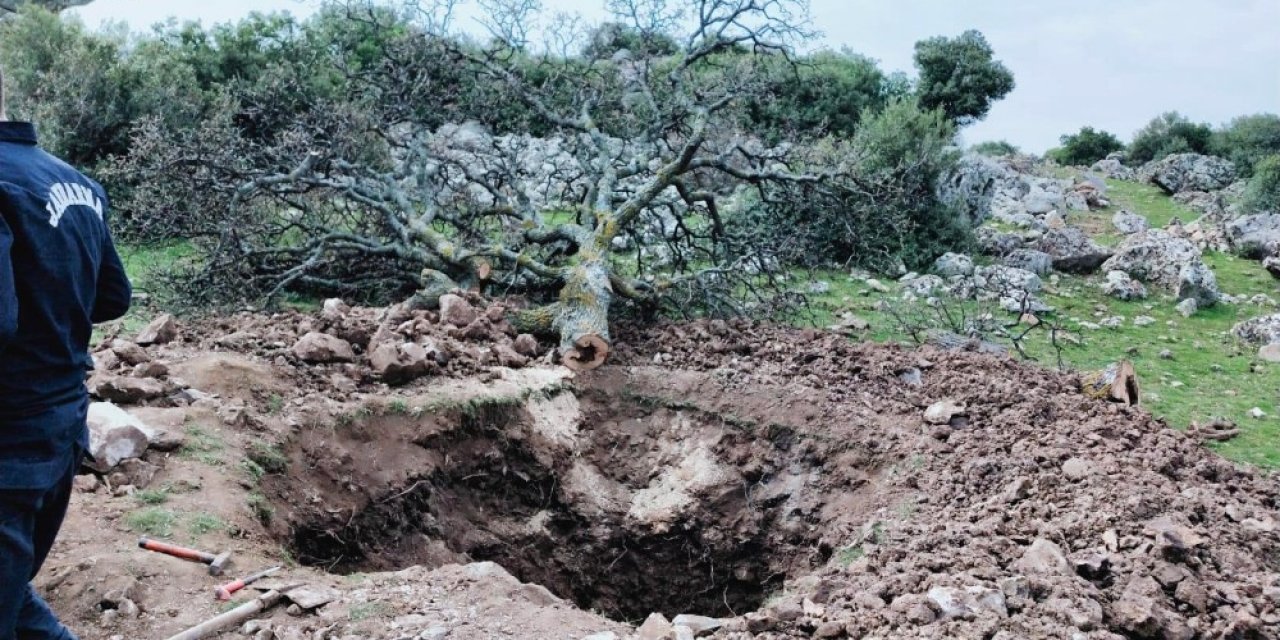 Koca ağacı söküp hazine arayan defineciler yakalandı