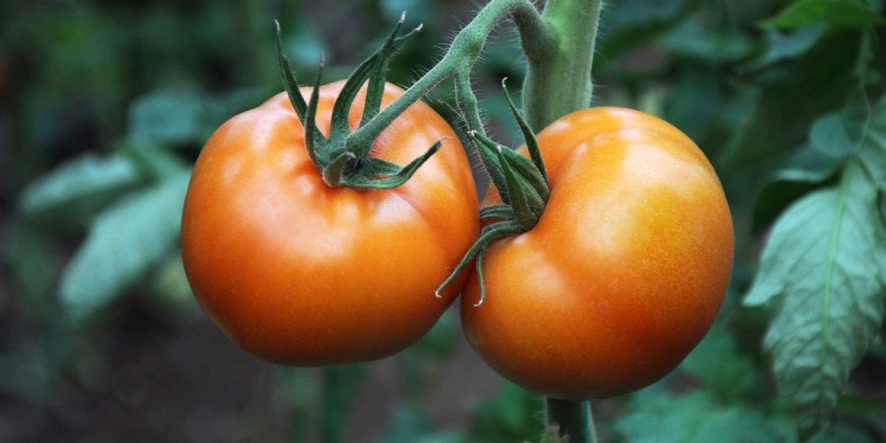Korona virüs domatesin kilosunu 1 liraya düşürdü