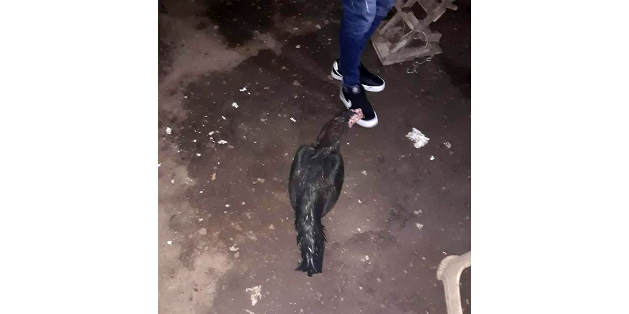 Horoz dövüştüren şahıslara suçüstü