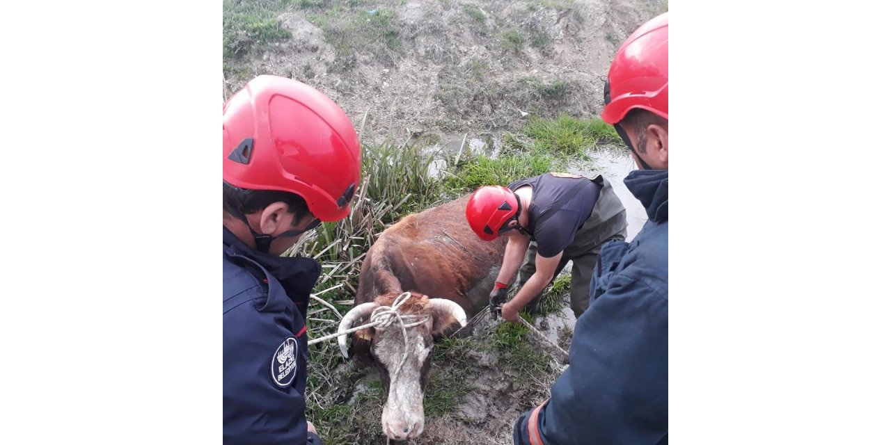 Bataklığa saplanan inek kurtarıldı