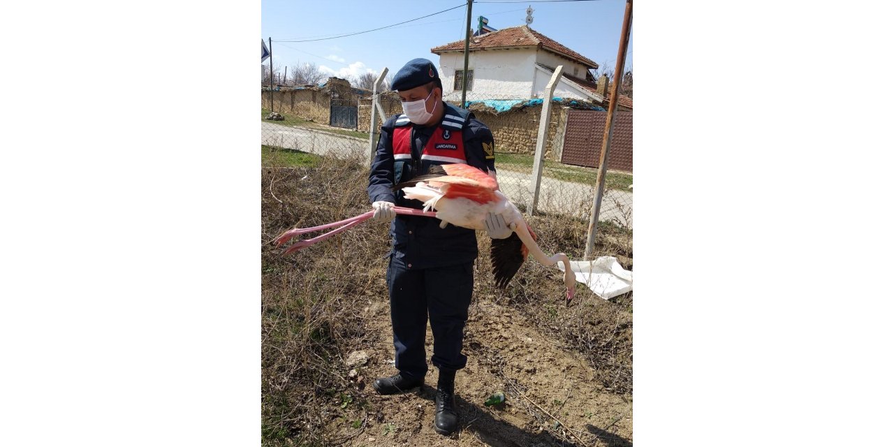 Aksaray'da yaralı flamingoya tedavi