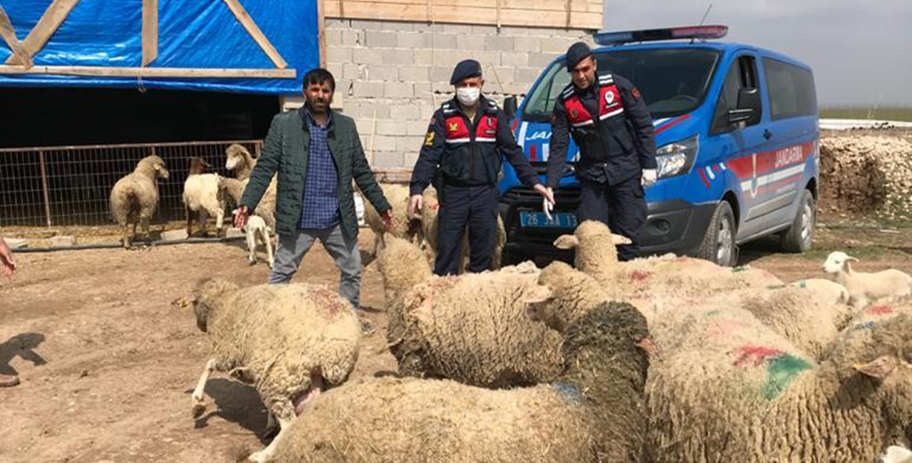 Eskişehir'den çalınan koyunlar Kolukısa'da bulundu