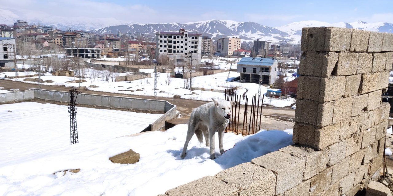 Hakkari'de inşaatta mahsur kalan 2 köpeği belediye ekipleri kurtardı