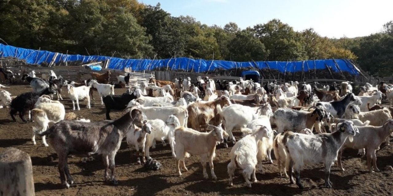 Kırklareli’de 4 milyon 72 bin TL koyun/keçi desteklemesi