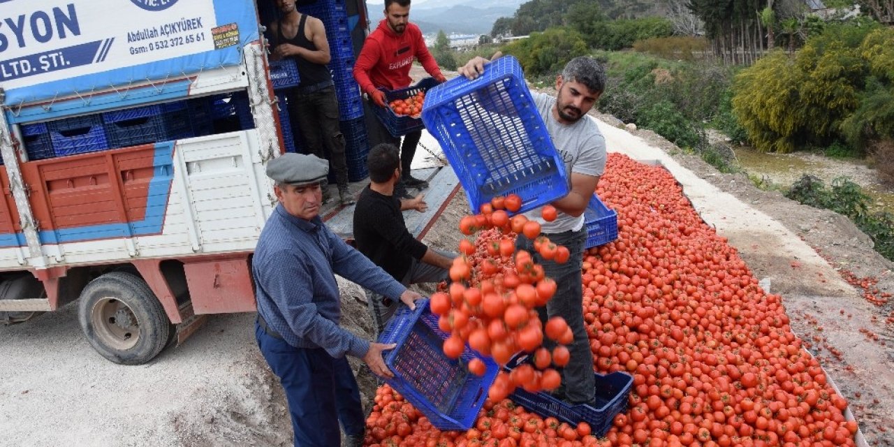 Fiyatı 50 kuruşa düşen domates üreticinin elinde kaldı