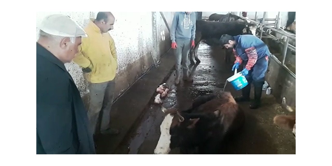 İneği hastalanan yaşlı adamın yardımına Vefa ekibi koştu