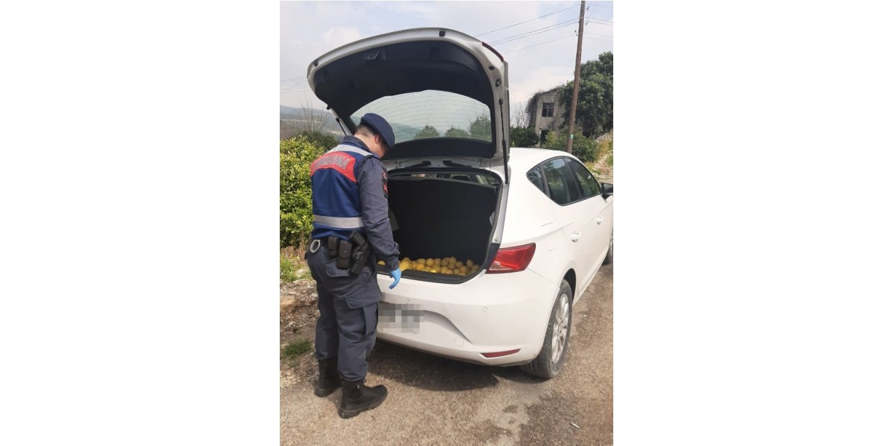 Jandarmadan limon hırsızlarına suçüstü