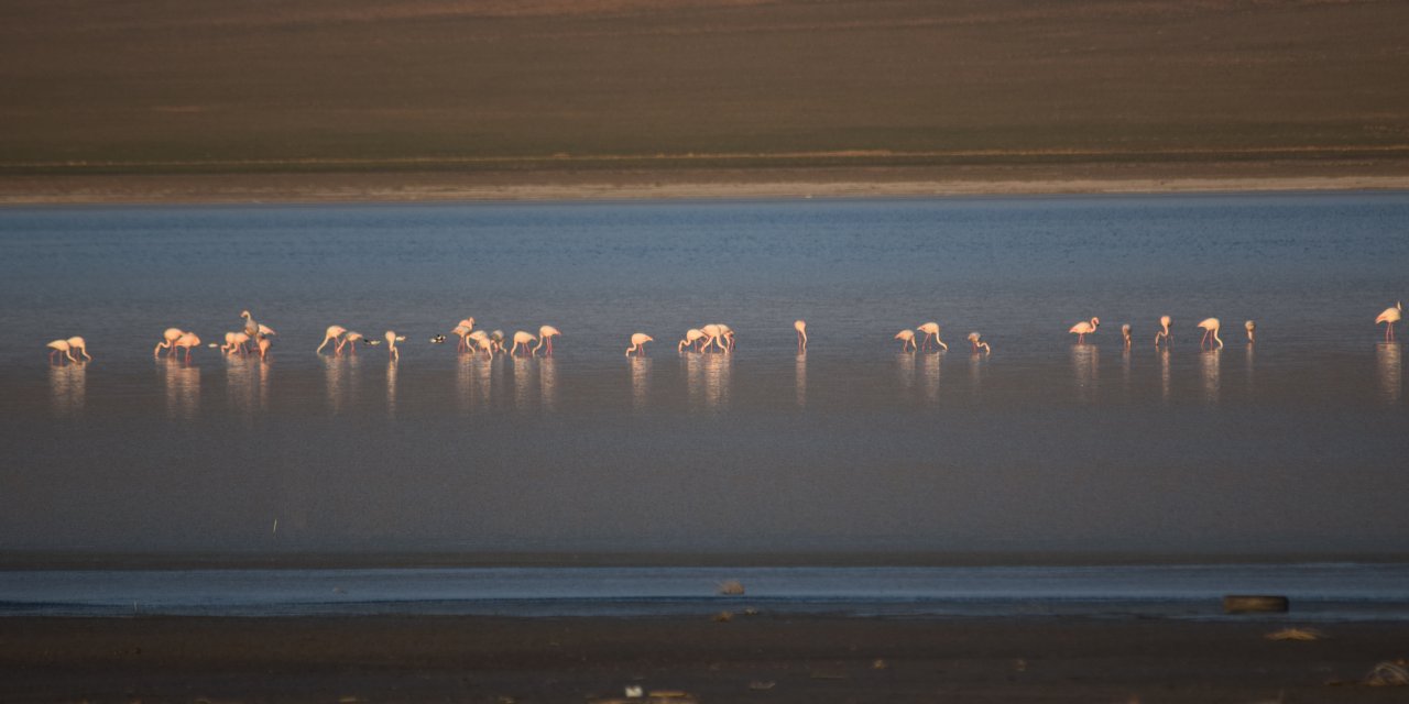 Konya Düden Gölü'nde flamingo canlılığı