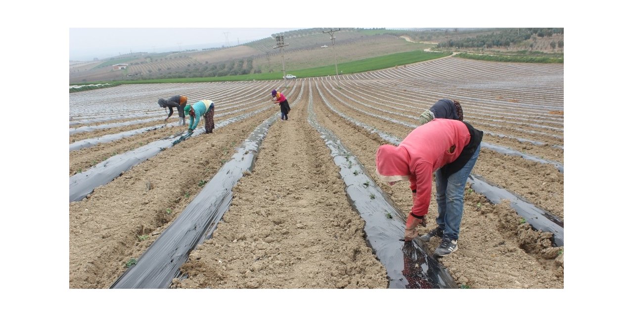 Karpuzun yolculuğu Salihli Ovası’nda başladı