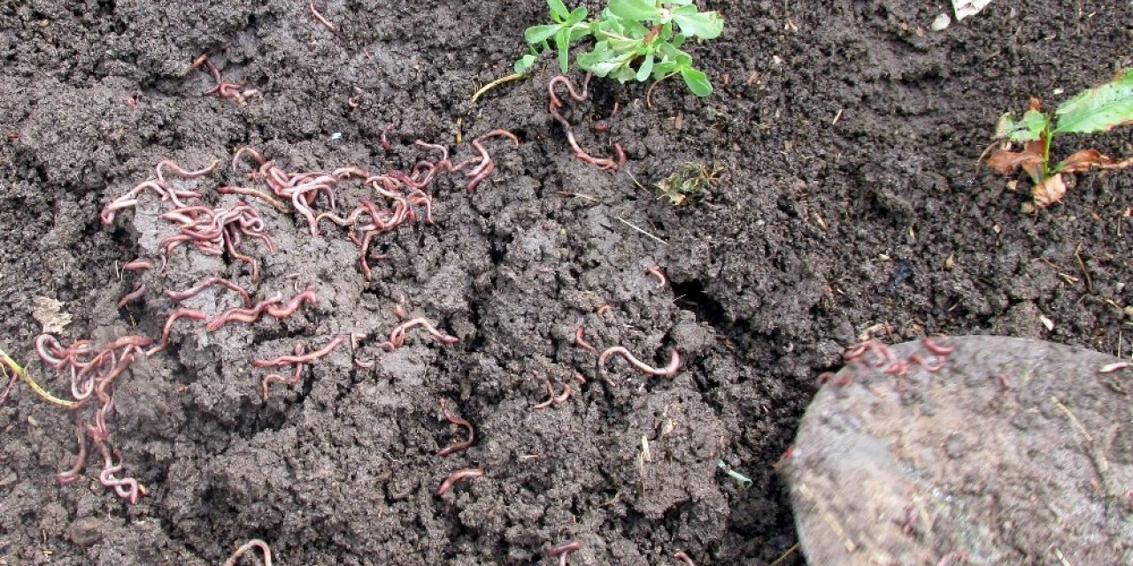 Solucan gübresi altın kadar değerli