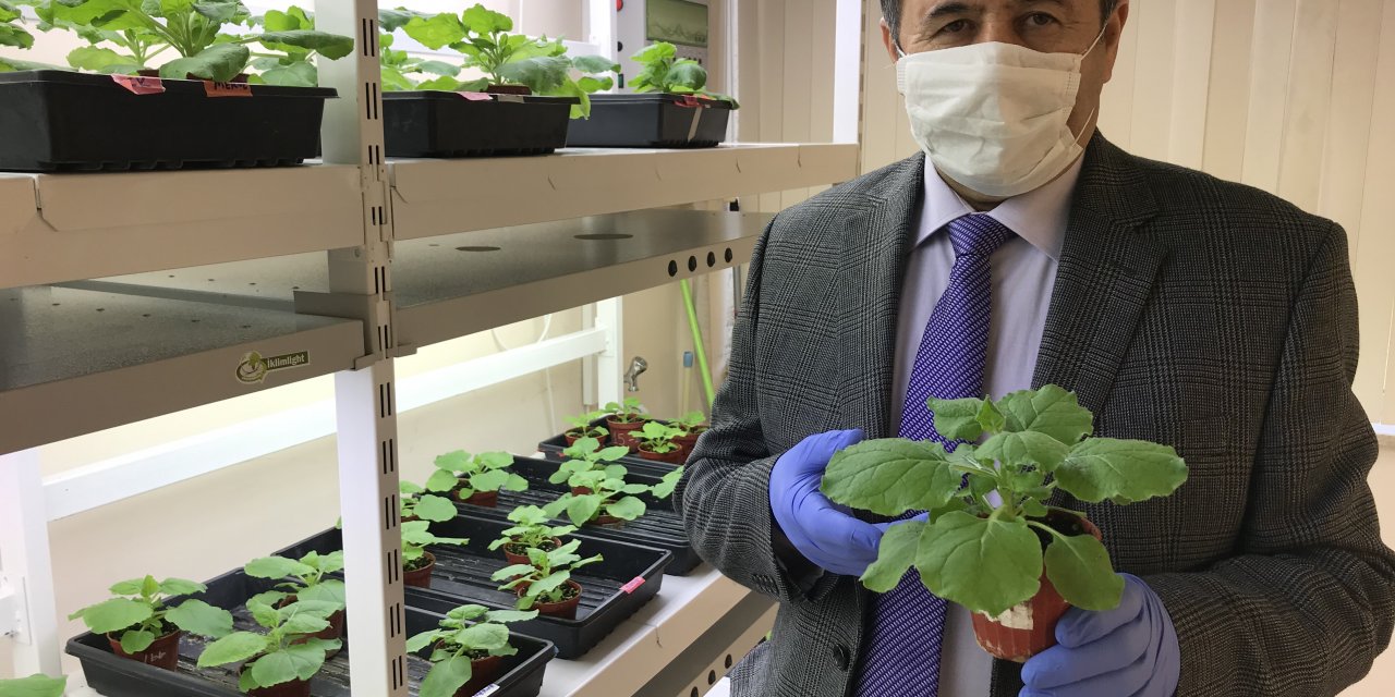 Yeşil bitki ile koronavirüs aşısı çalışması