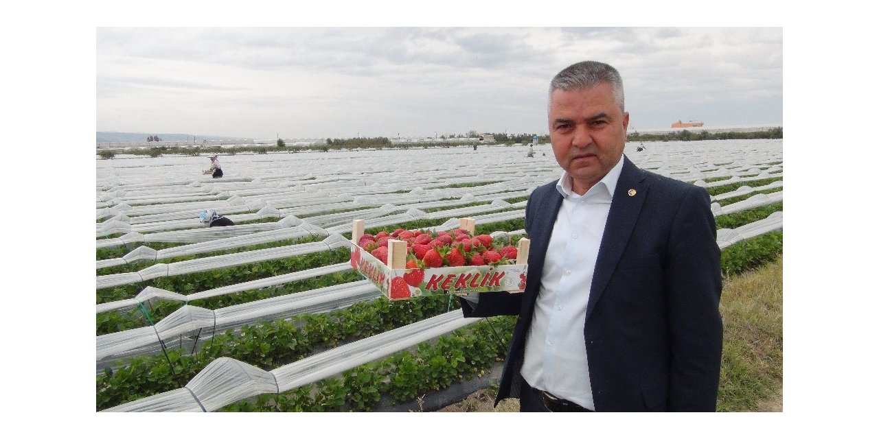 Açıkta çilek hasadı başladı