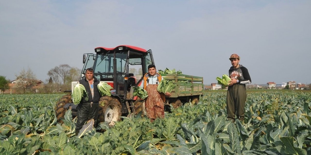 Bafra Ovası’nda karnabahar hasadı