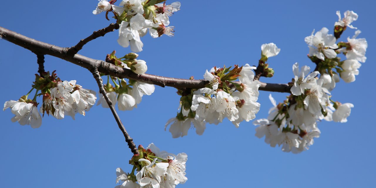 Beyaza bürünen kiraz bahçeleri üreticileri umutlandırdı