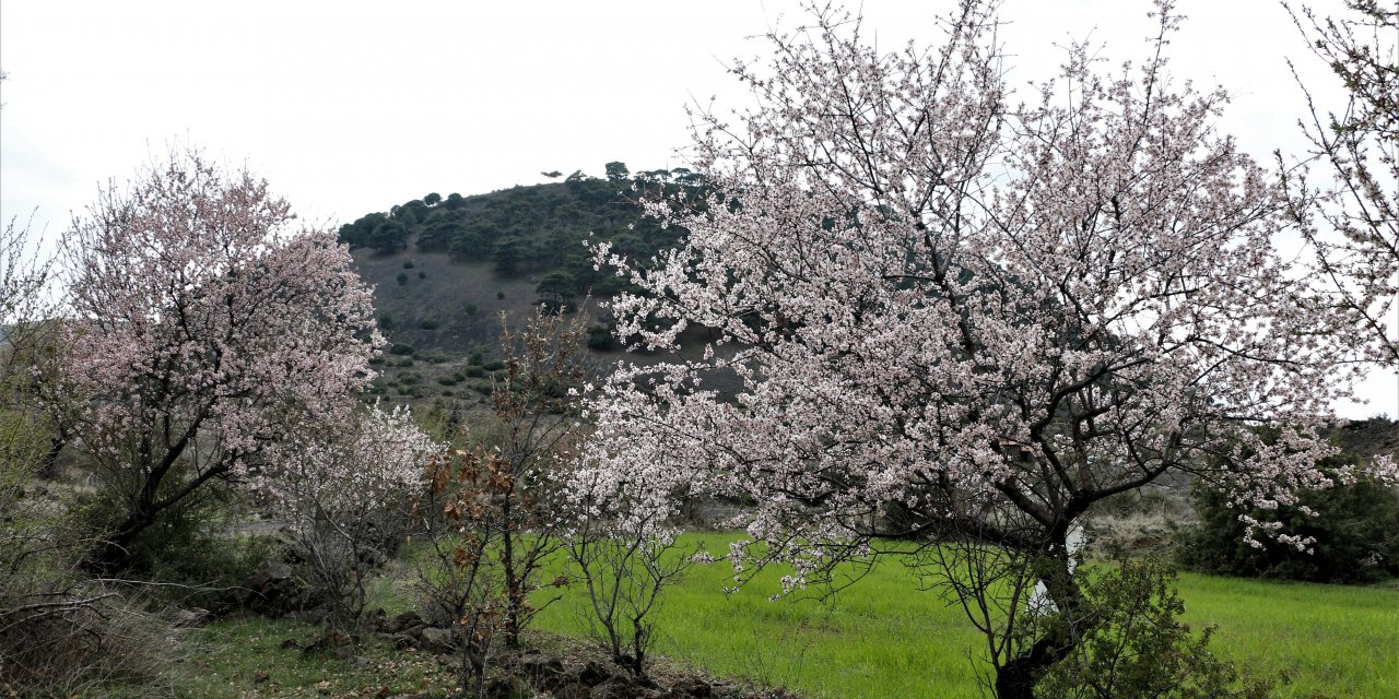"Yanık Ülke" ilkbaharla renklendi
