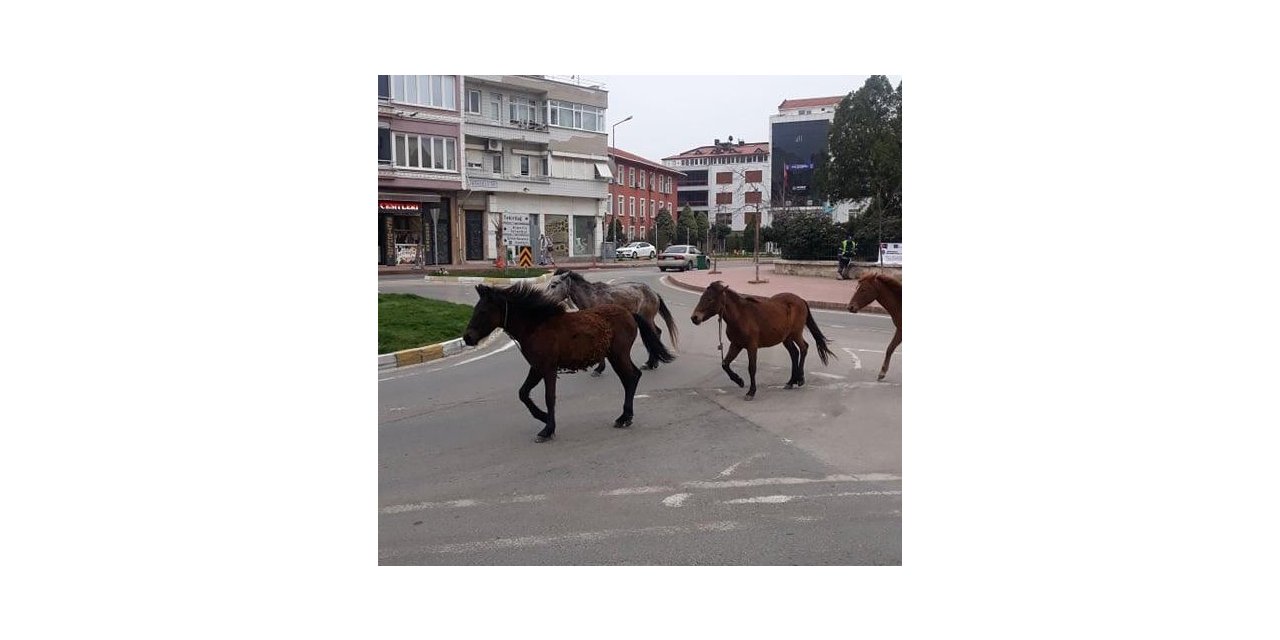 Tekirdağ’da Koronayı fırsat bilen atlar sokağa indi