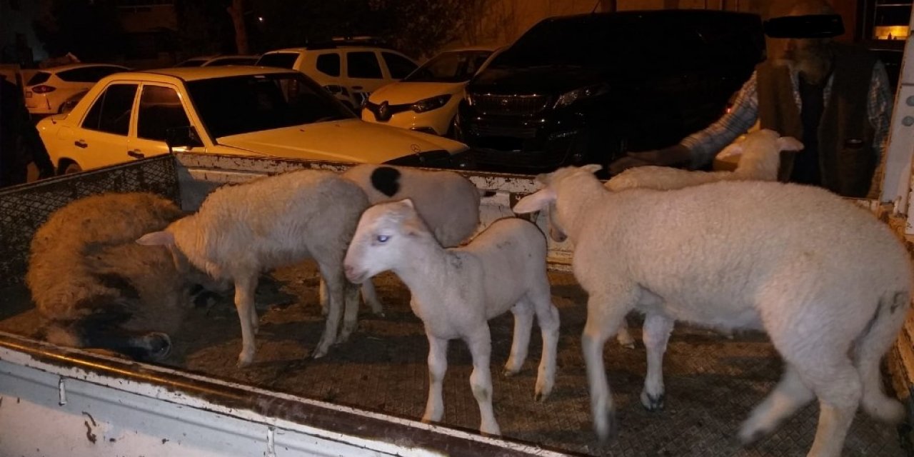 Aliağa’da çiftçinin koyunlarını gasp eden 5 kişi tutuklandı