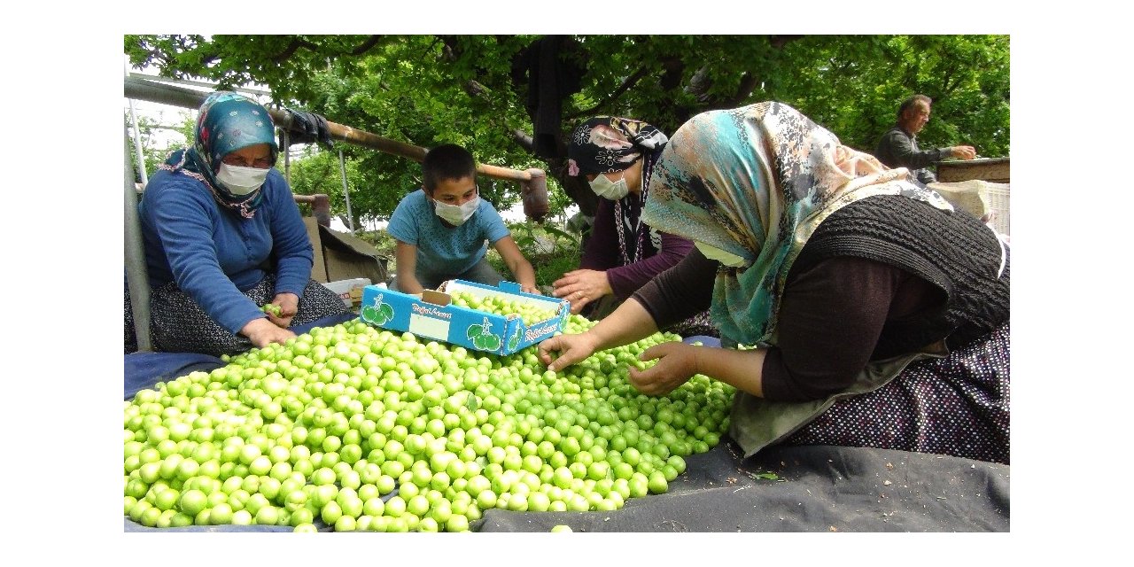 Erik korona virüs nedeniyle 250 liradan 50 liraya düştü