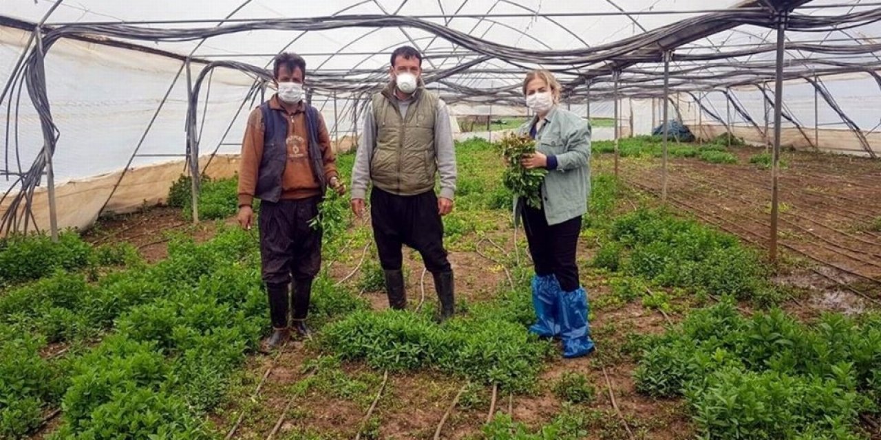 Kilis’te tarımsal üretim devam ediyor