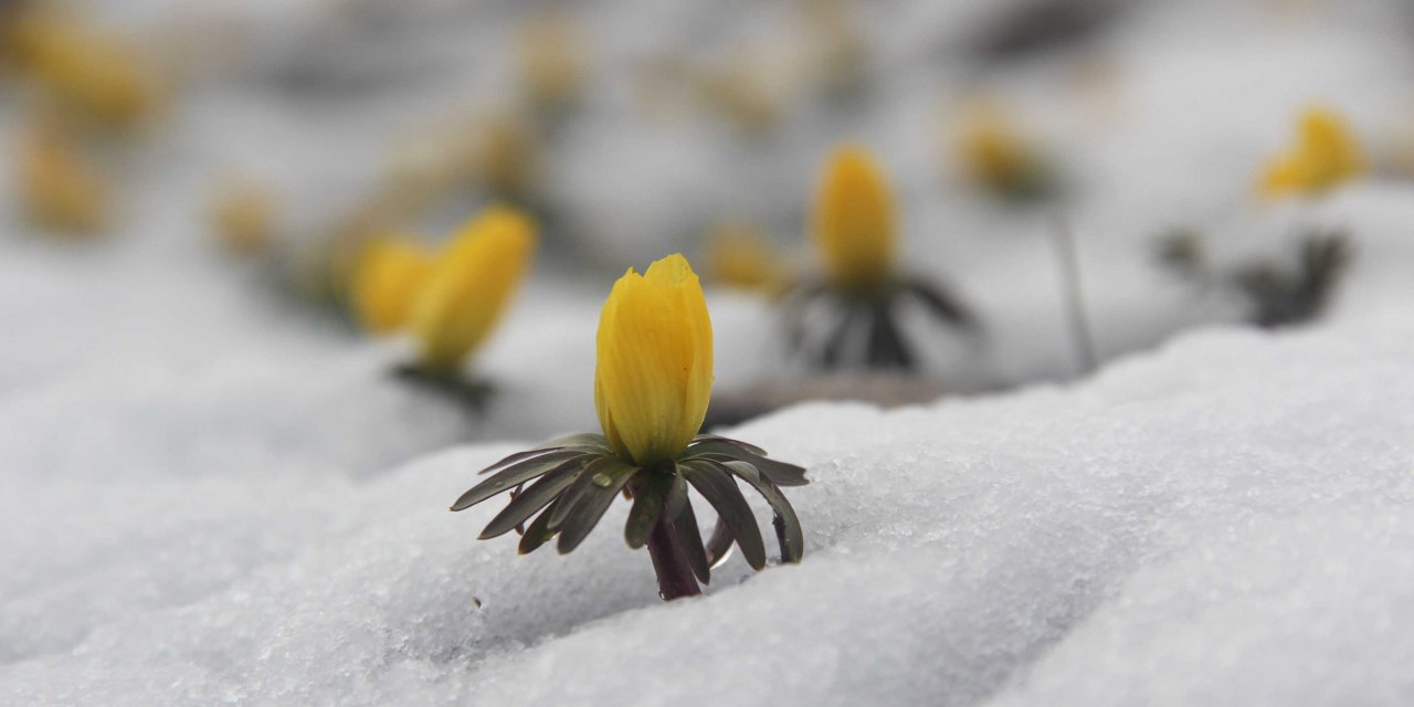 Baharda yağan kar Ovacık'ın doğasına güzellik kattı