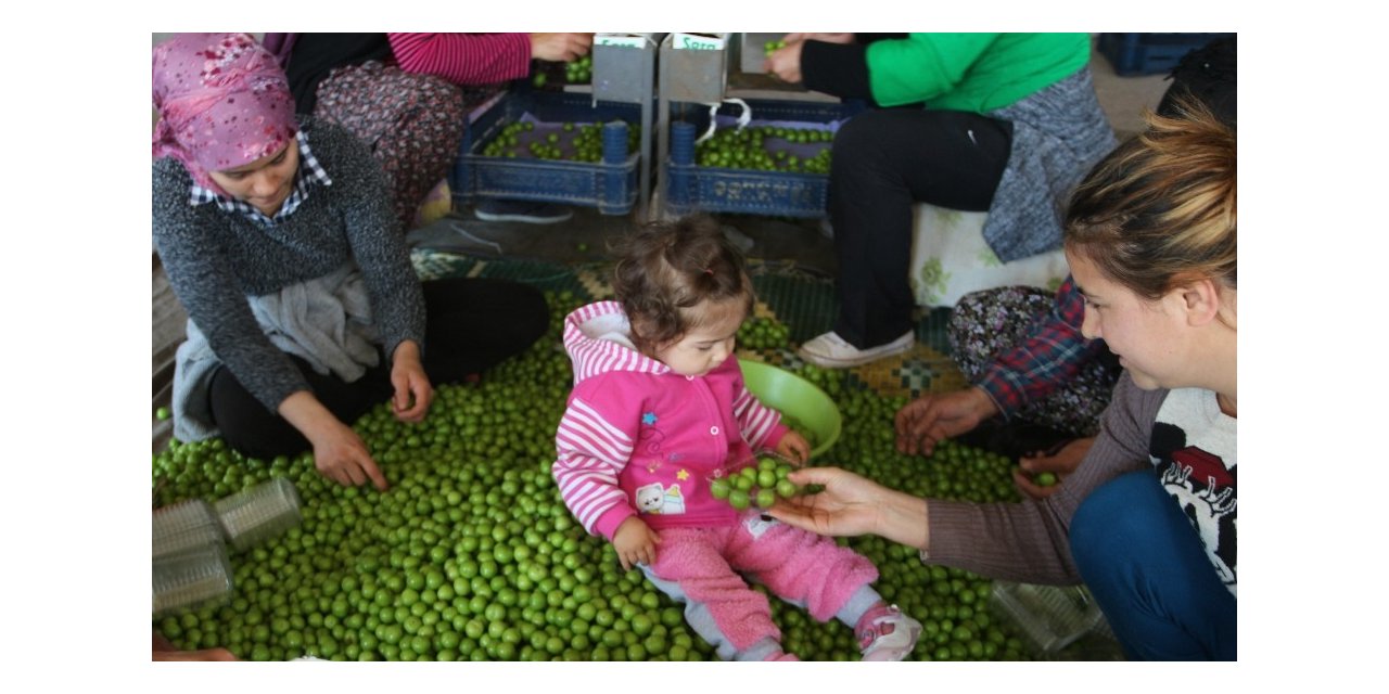 Mut’ta örtü altı eriğin kilosu 60 liradan alıcı buluyor