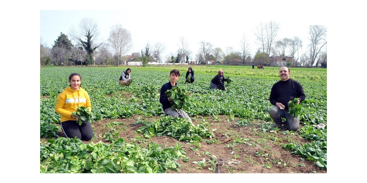Ispanağın fiyatı 1 liraya düştü