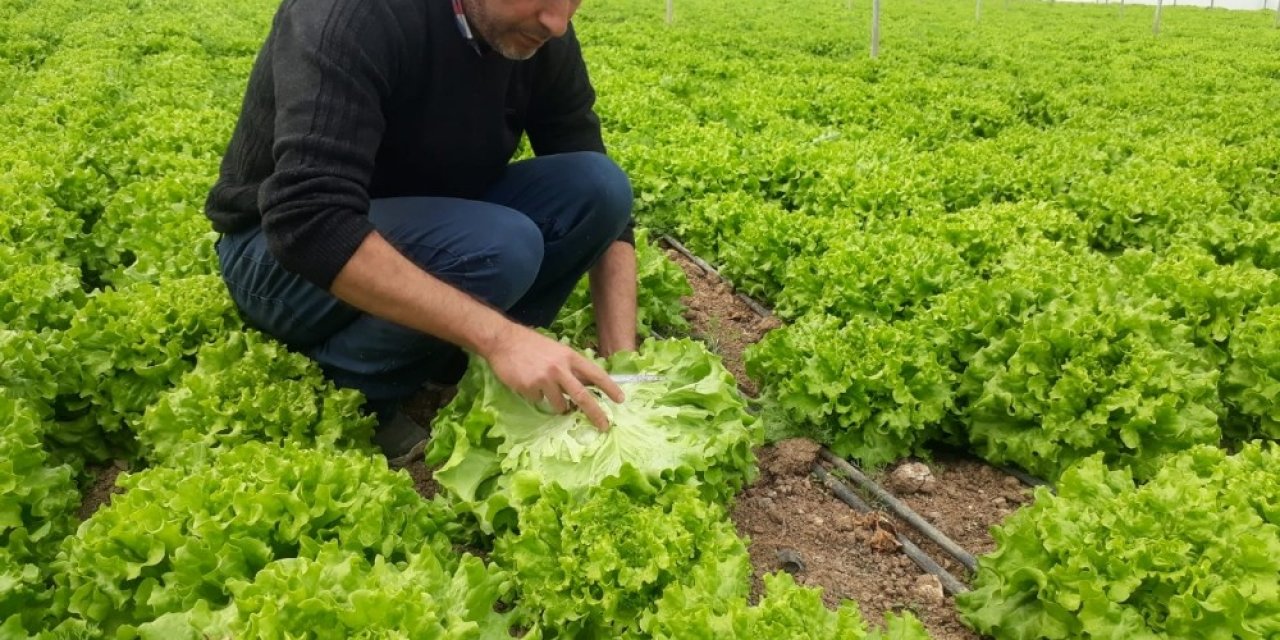 Korona virüs fiyatını yarı yarıya düşürdü