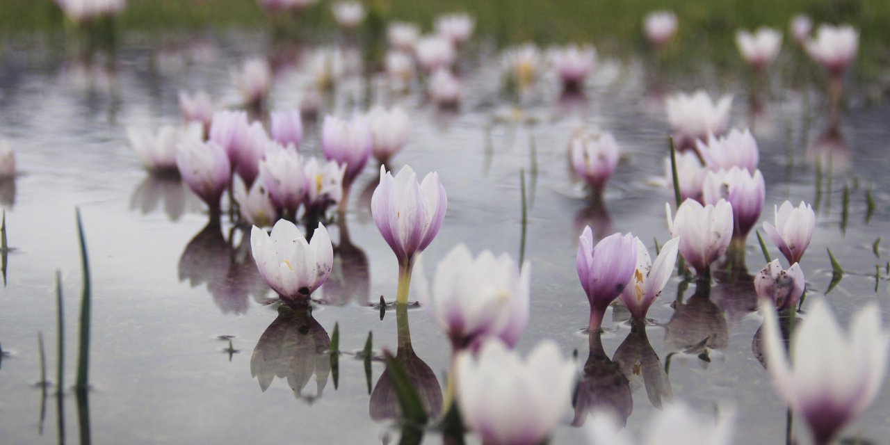 Baharın müjdecisi kardelenler doğayı süsledi