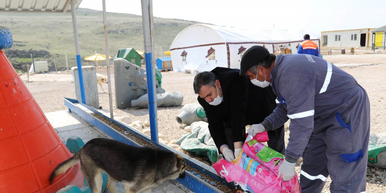 Başkan Demirbaş, Sokak Hayvanları Doğal Yaşam Parkı'nda incelemede bulundu