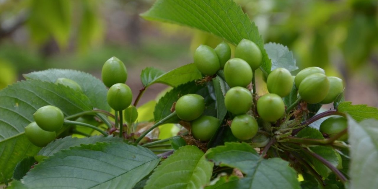 Kuzey yarım kürenin ilk kirazı hasat için gün sayıyor