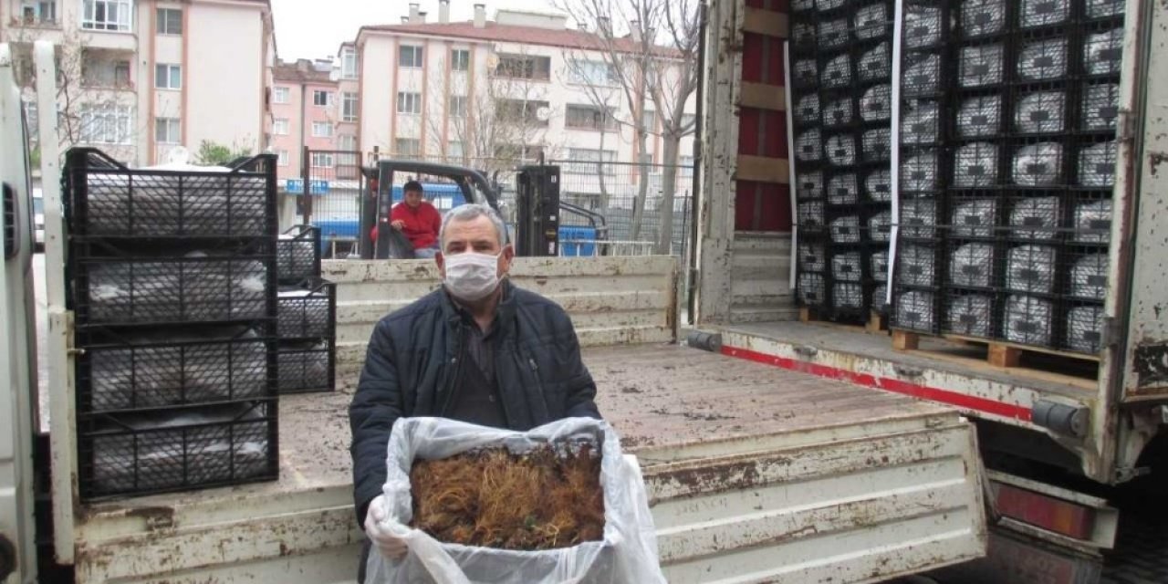 Tarım şehri Amasya’da çilek yetiştiriciliğine destek