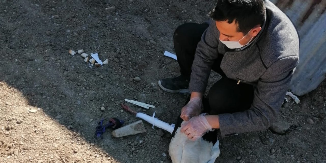 Yalıhüyük'te yaralı leylek tedavi edilerek doğaya bırakıldı