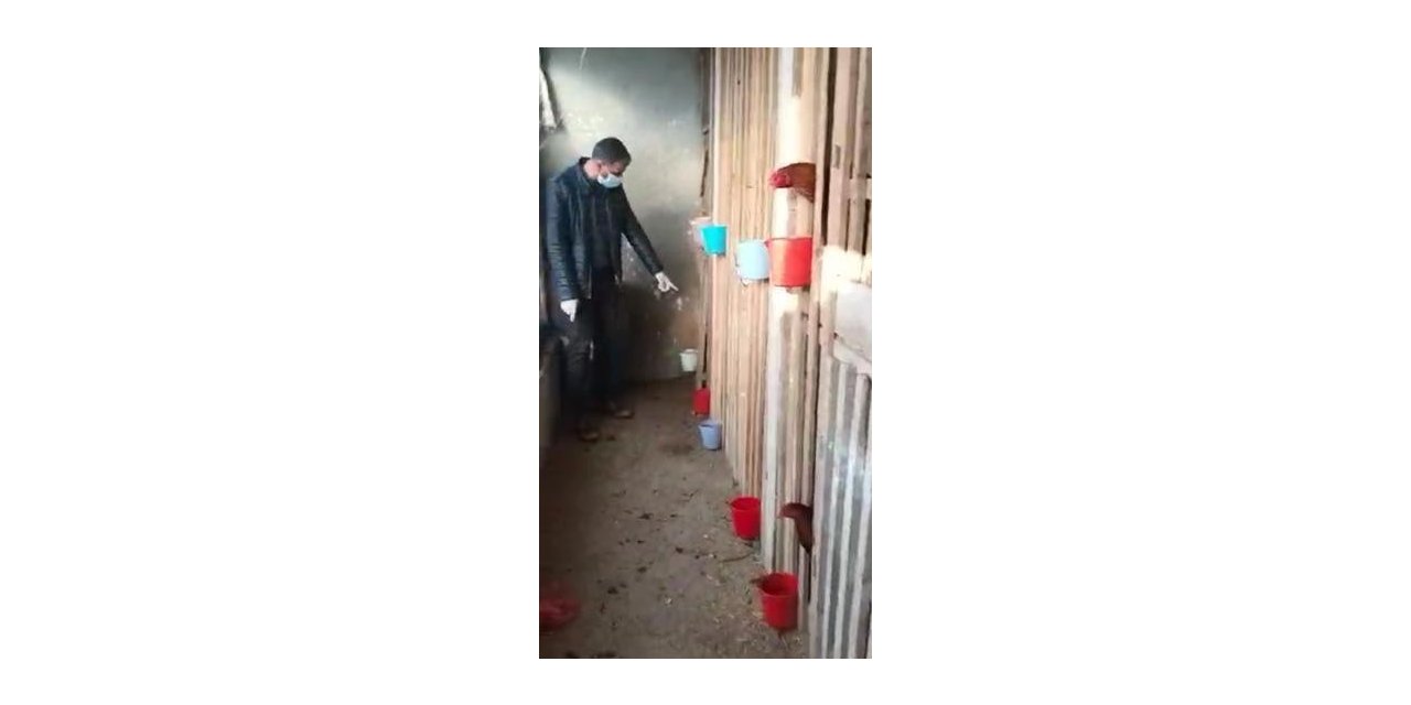 Jandarma ekipleri horoz dövüşçülerine baskını düzenledi