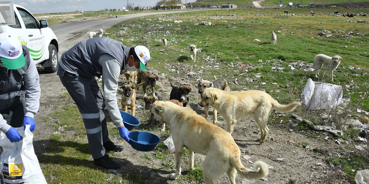Sokak Hayvanlarını Beslemek İçin Ek Tedbir Alındı
